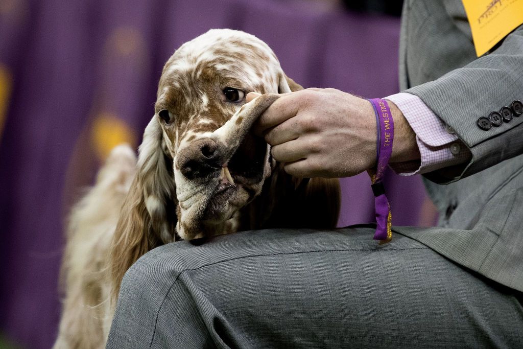 An English Setter receives an adjustment from his handler<br>